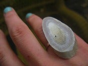 Image of Holden Ring