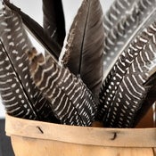Image of feather earrings by drucilla pettibone.