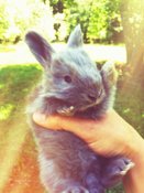 Image of RENT A RABBIT WORKSHOP DEPOSIT