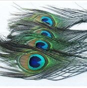 Image of SALE! Peacock Feathers 10-12" Pack of 10 (buy 5 packs get 1 free)