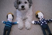 Image of Joey Plushie