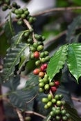 Image of Brazil Cerrado - smooth