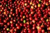 Image of Sumatra Mandheling - bold