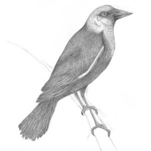 Image of Publication - Thirteen Seasons (in one day)