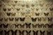 Image of butterfly.