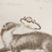 Image of platinum rose-cut diamond 'trilogy' ring