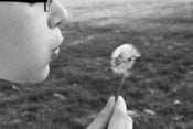 Image of DANDELION