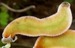 Image of Mucuna Pruriens 2oz