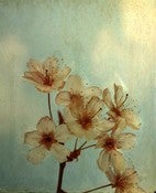 Image of Tim Irving Blushing Blossom