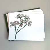 Image of Baby's Breath Note Card Set