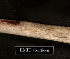 Image of Emit - Abortions