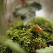 Image of Emblematic Essence 1