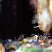 Image of Emblematic Essence 4
