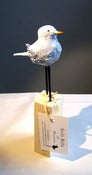 Image of small grey