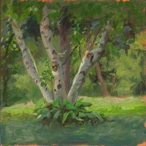 Image of Birch Tree Clump