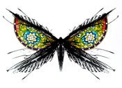 Image of Darkside Moth