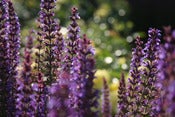 Image of Abundance #01