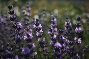 Image of Abundance #05