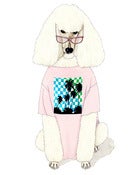 Image of Poodle