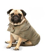 Image of BEST IN PARK Field Coat for Pugs & Frenchies