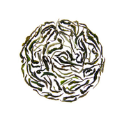 Image of Darjeeling First Flush Goomtee