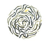 Image of Jasmine Green