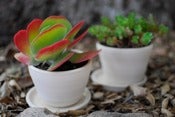 Image of Flower Pots