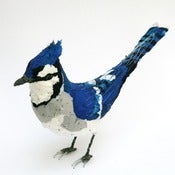 Image of BLUE JAY