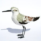 Image of SANDERLING