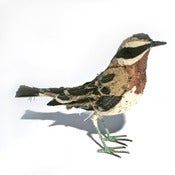 Image of WHINCHAT