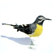 Image of GREY WAGTAIL