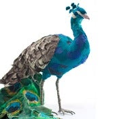 Image of LARGE BLUE PEACOCK