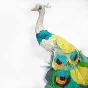 Image of BLUE AND WHITE PEACOCK