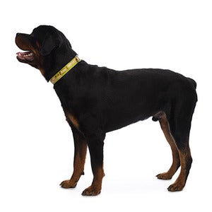Image of What Would Lassie Do? Collar