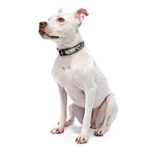 Image of I Am Dog Collar
