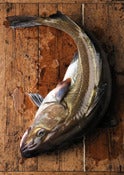 Image of Big Cod