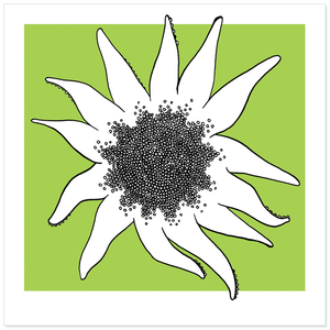 Image of Print / Sun Star
