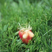 Image of Boob Berry