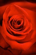 Image of Red Rose