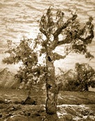 Image of Old Vine Zin 3