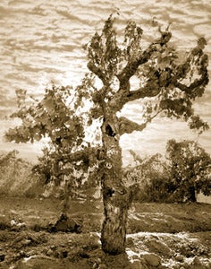 Image of Old Vine Zin 3