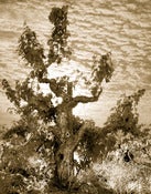 Image of Old Vine Zin 2