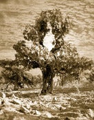 Image of Old Vine Zin 1