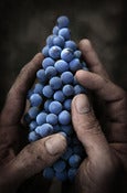 Image of Grapes In Hand