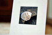 Image of tiny barnacle print