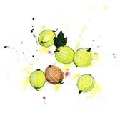 Image of Gooseberries