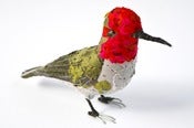 Image of ANNA'S HUMMINGBIRD