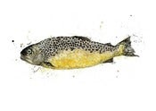 Image of Brown Trout