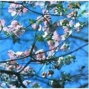 Image of Joel RL Phelps & The Downer Trio - Blackbird LP (12XU 002-1)