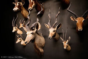Image of Museo Zoologia, Bologna.  Constructing Nature: Collecting Collections [Antilope]